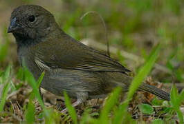 Black-faced Grassquit