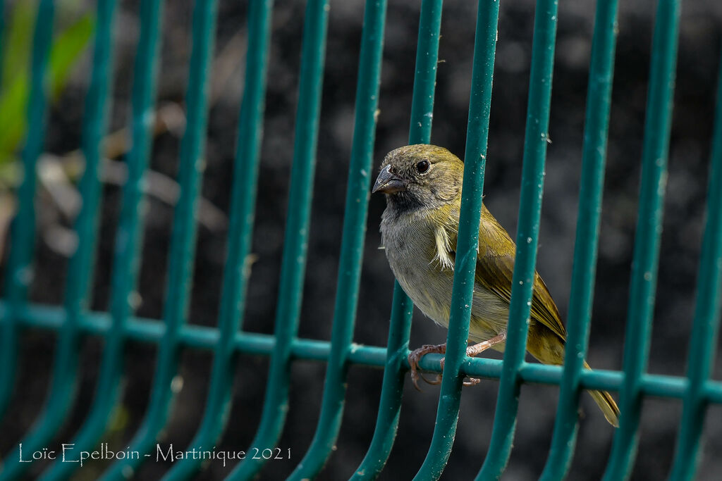 Black-faced Grassquit