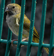 Black-faced Grassquit