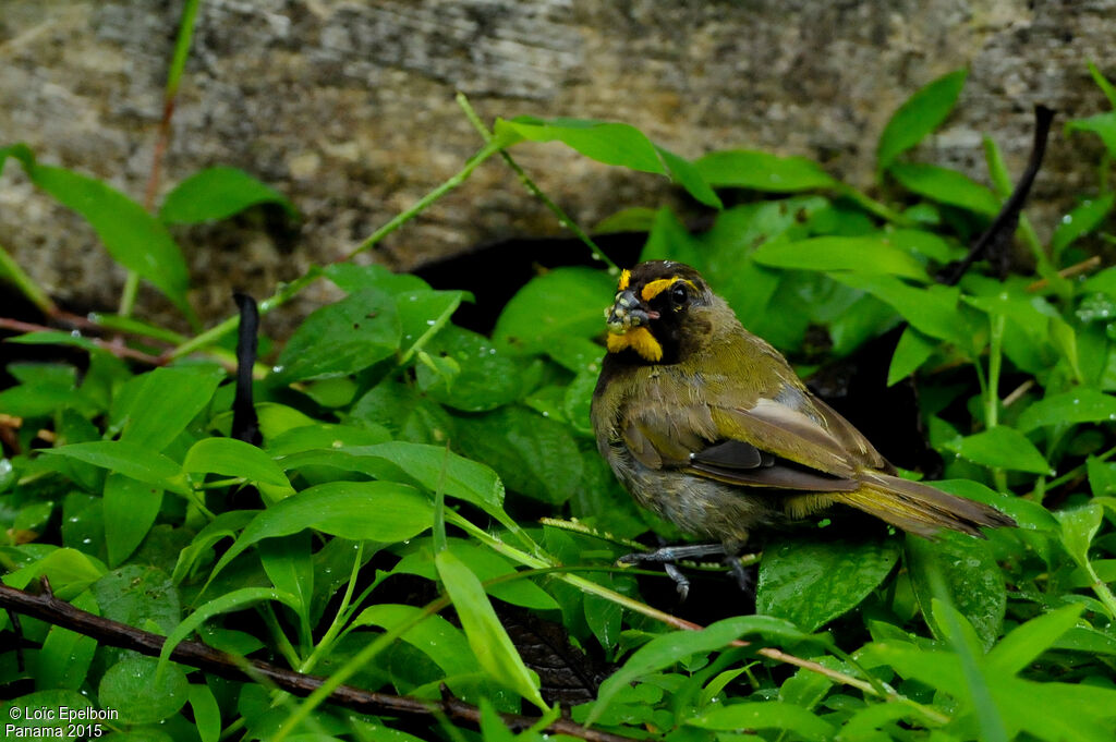 Yellow-faced Grassquit