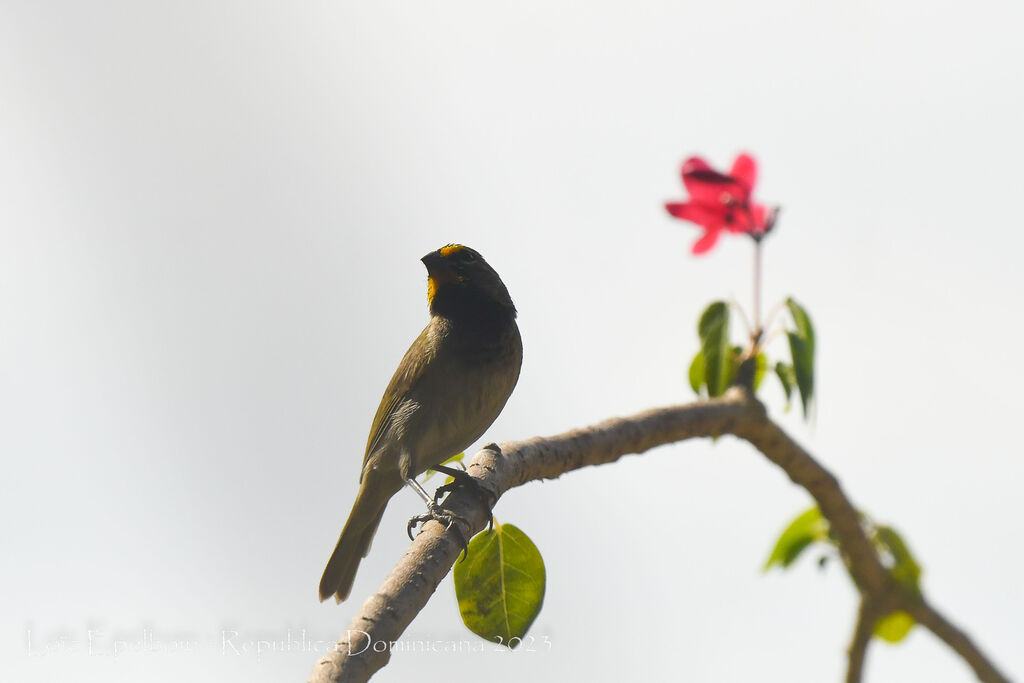 Yellow-faced Grassquit