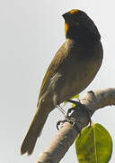 Yellow-faced Grassquit