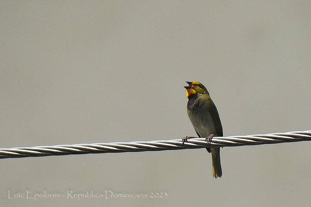 Yellow-faced Grassquit