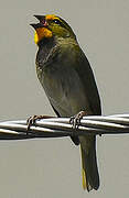 Yellow-faced Grassquit