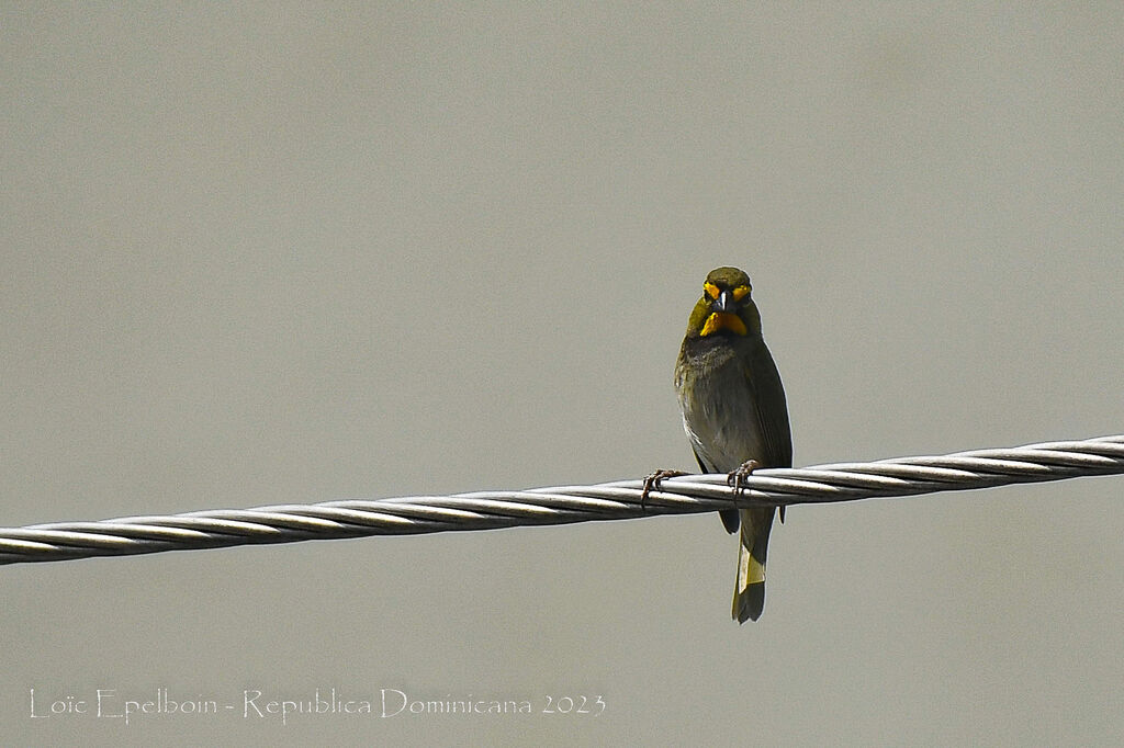 Yellow-faced Grassquit