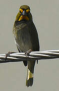 Yellow-faced Grassquit