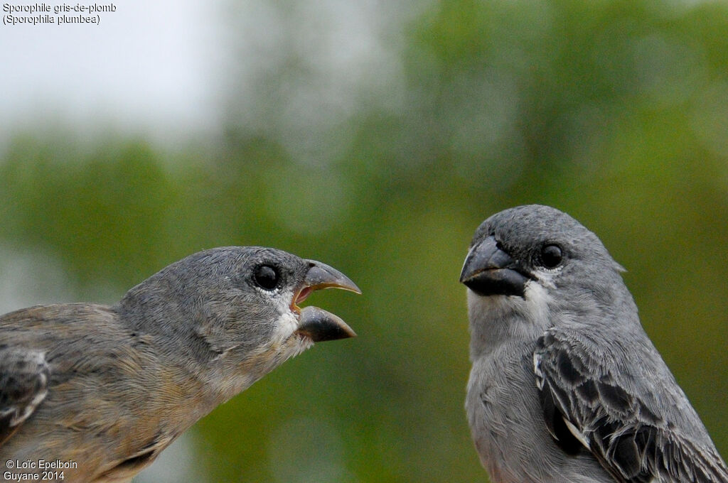 Sporophile gris-de-plomb