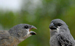 Plumbeous Seedeater