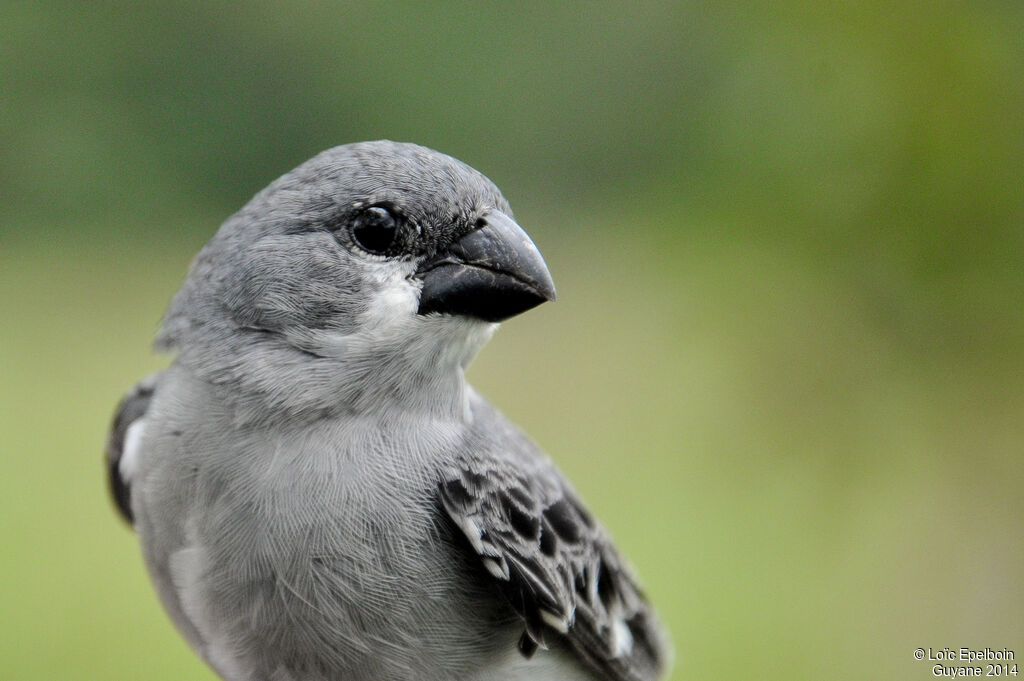 Sporophile gris-de-plomb