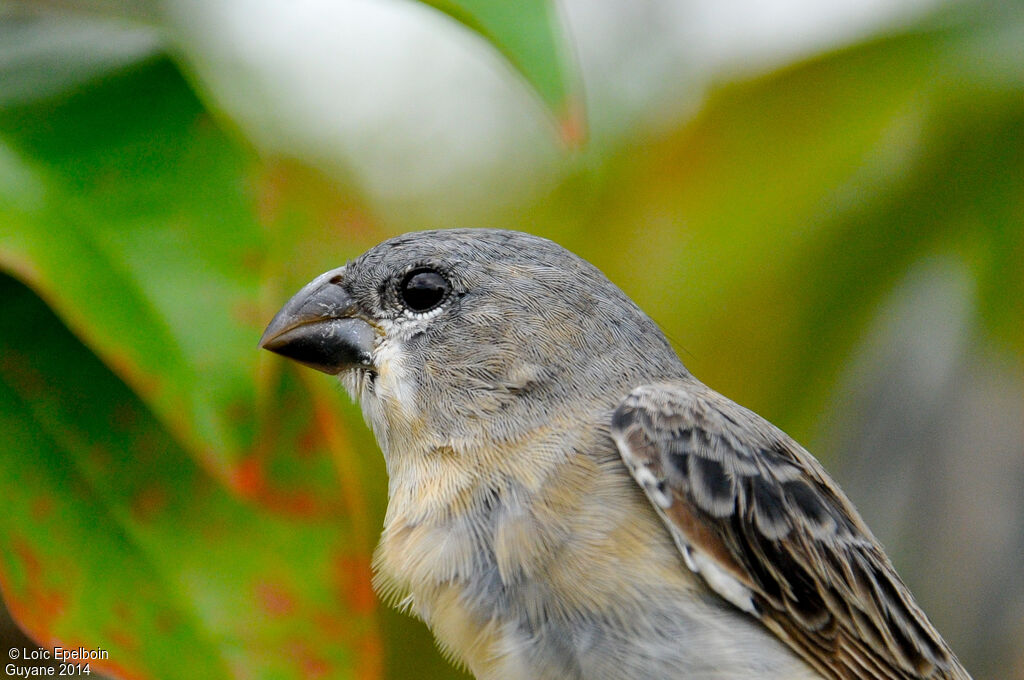 Plumbeous Seedeater