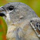 Sporophile gris-de-plomb