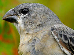 Plumbeous Seedeater