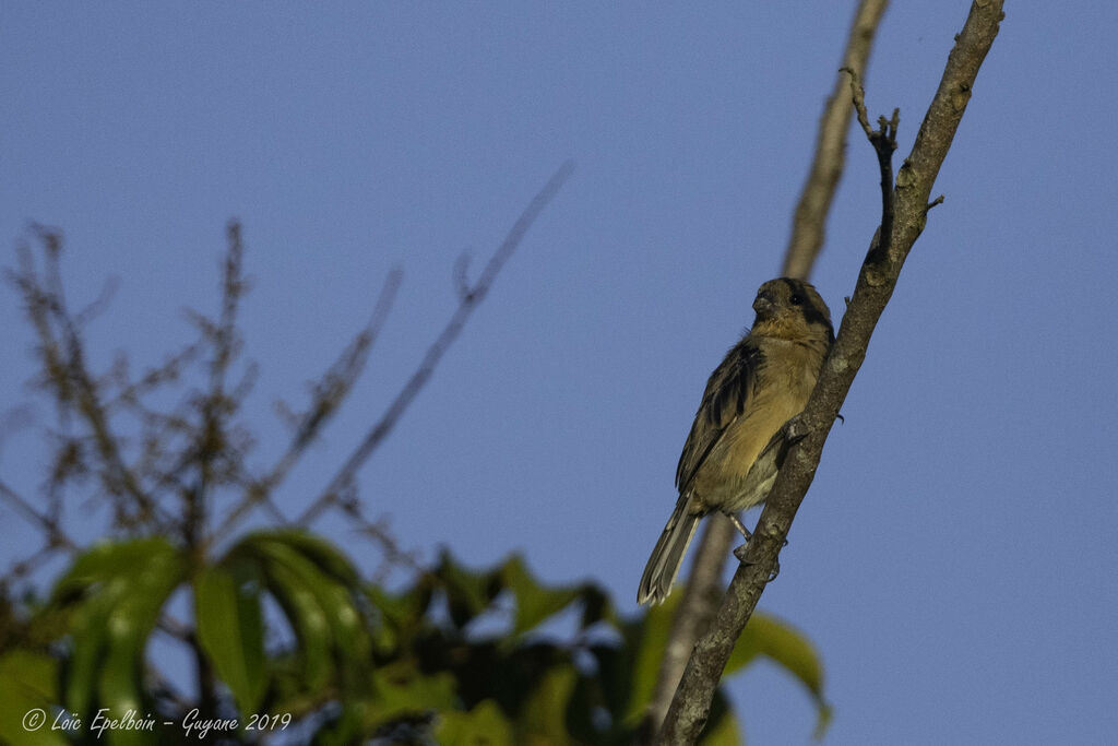 Ruddy-breasted Seedeater