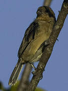 Ruddy-breasted Seedeater