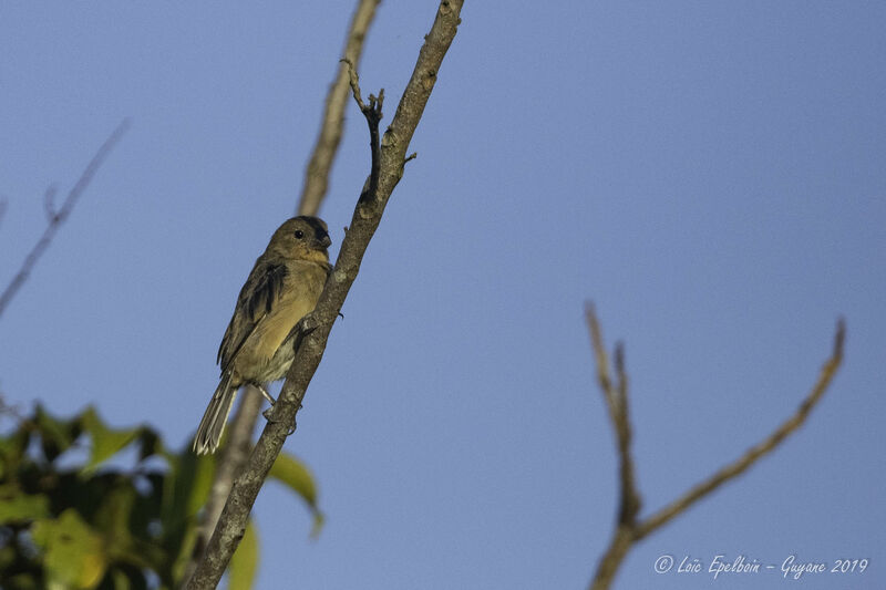 Ruddy-breasted Seedeater