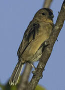 Ruddy-breasted Seedeater