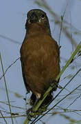 Ruddy-breasted Seedeater