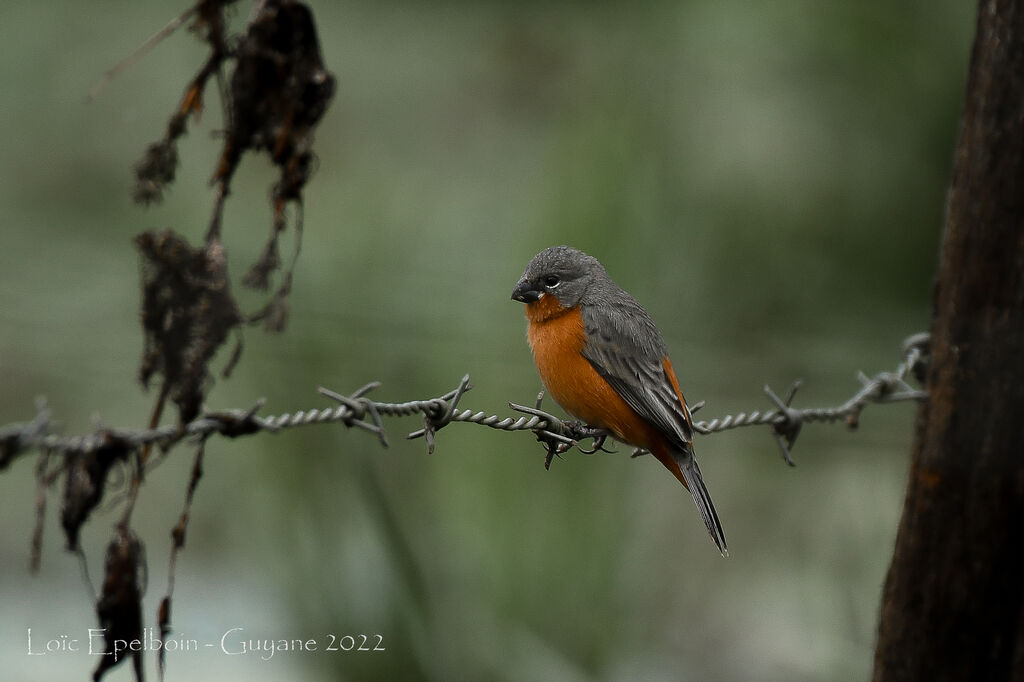 Ruddy-breasted Seedeater