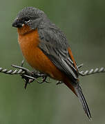 Ruddy-breasted Seedeater