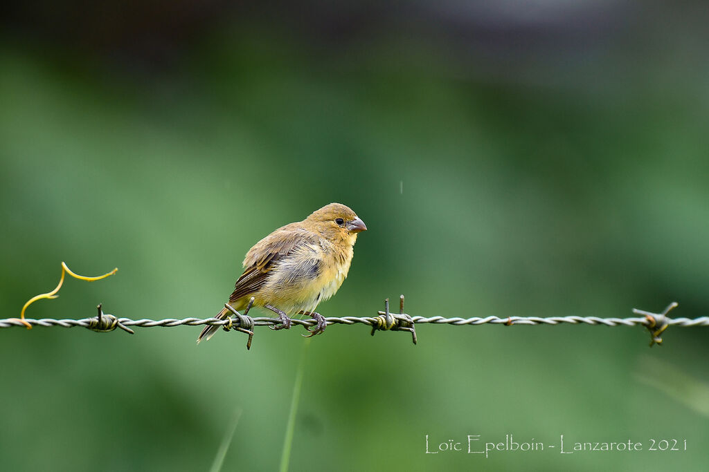 Ruddy-breasted Seedeater