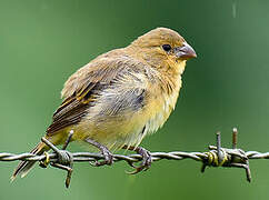 Ruddy-breasted Seedeater