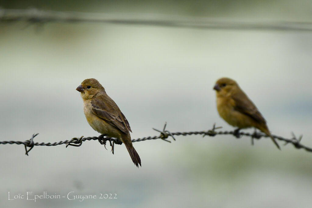 Ruddy-breasted Seedeater