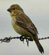 Ruddy-breasted Seedeater