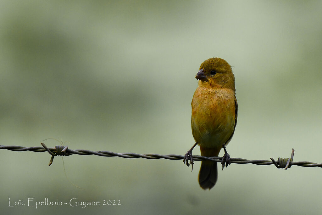 Ruddy-breasted Seedeater