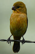 Ruddy-breasted Seedeater