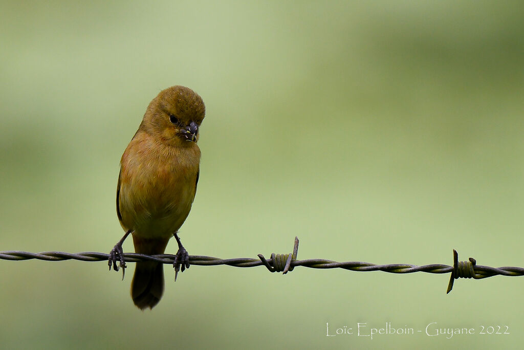 Ruddy-breasted Seedeater