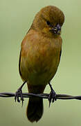 Ruddy-breasted Seedeater