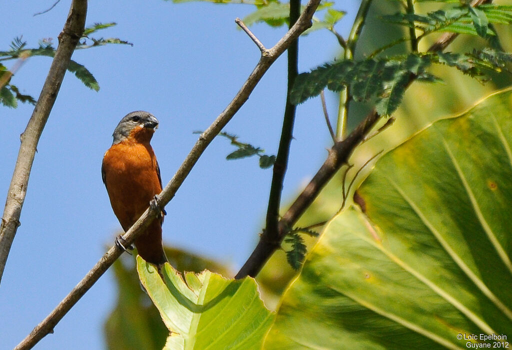 Ruddy-breasted Seedeater