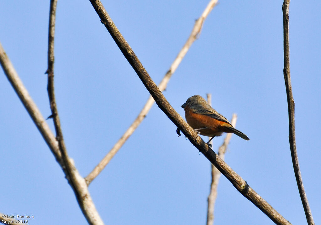 Ruddy-breasted Seedeater