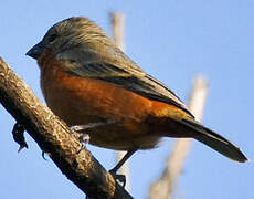 Ruddy-breasted Seedeater