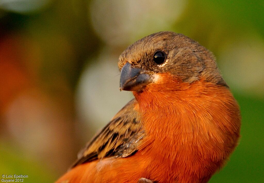 Ruddy-breasted Seedeater