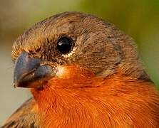 Ruddy-breasted Seedeater