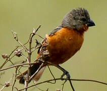 Ruddy-breasted Seedeater