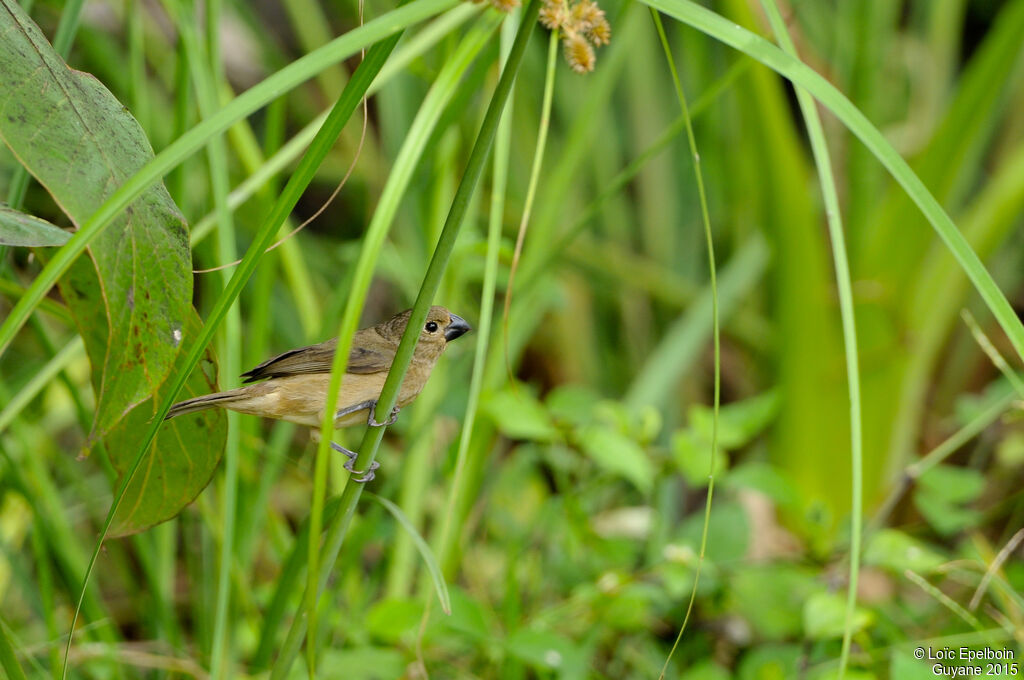 Ruddy-breasted Seedeater