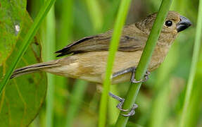 Ruddy-breasted Seedeater