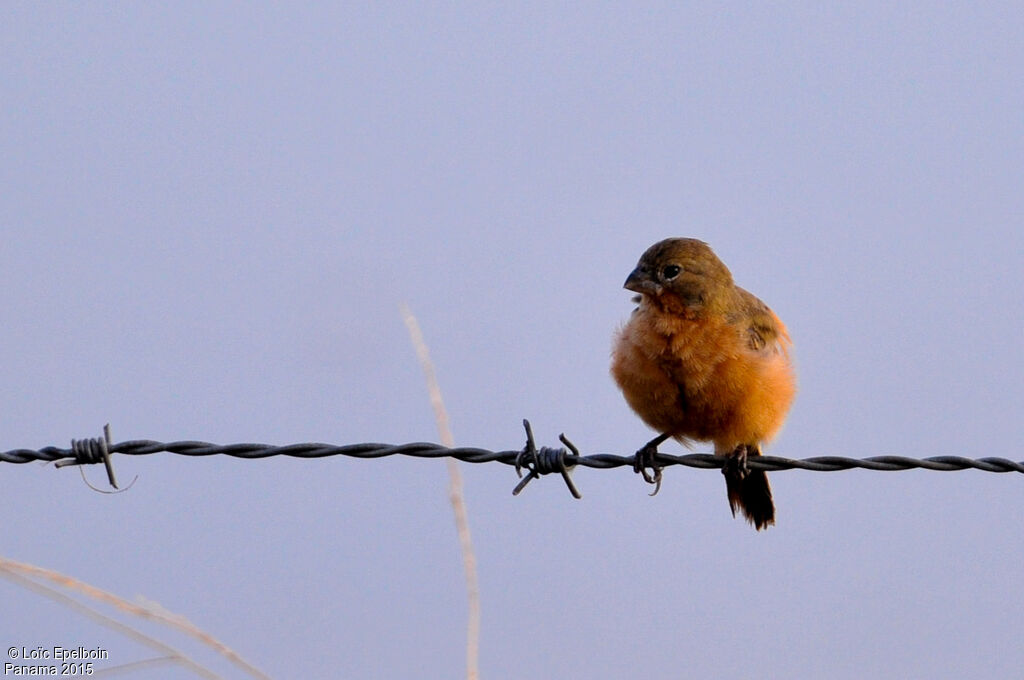 Ruddy-breasted Seedeater