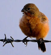 Ruddy-breasted Seedeater