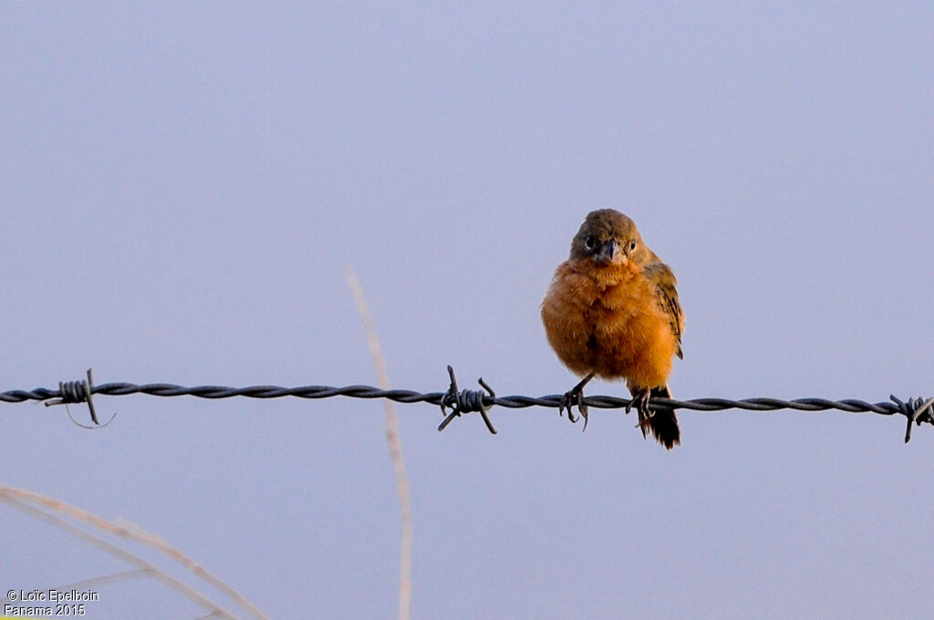 Ruddy-breasted Seedeater