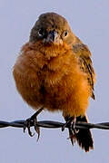 Ruddy-breasted Seedeater