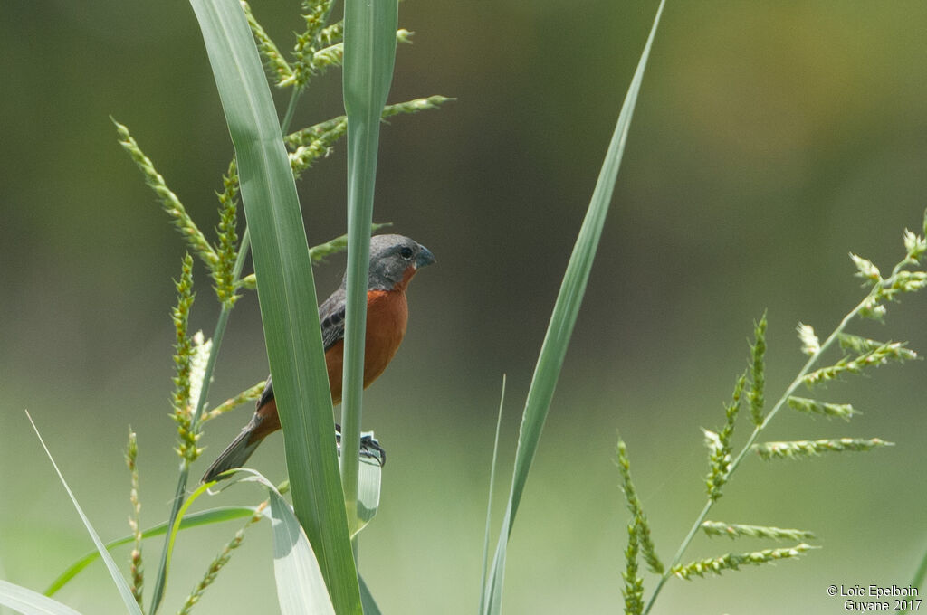 Ruddy-breasted Seedeater