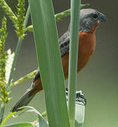 Ruddy-breasted Seedeater