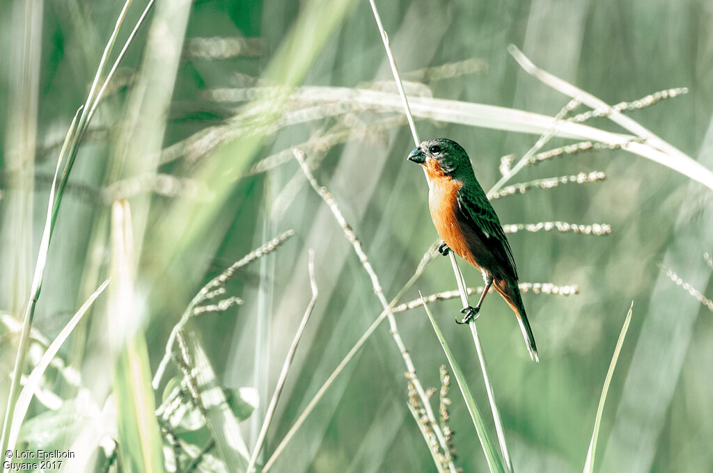 Ruddy-breasted Seedeater