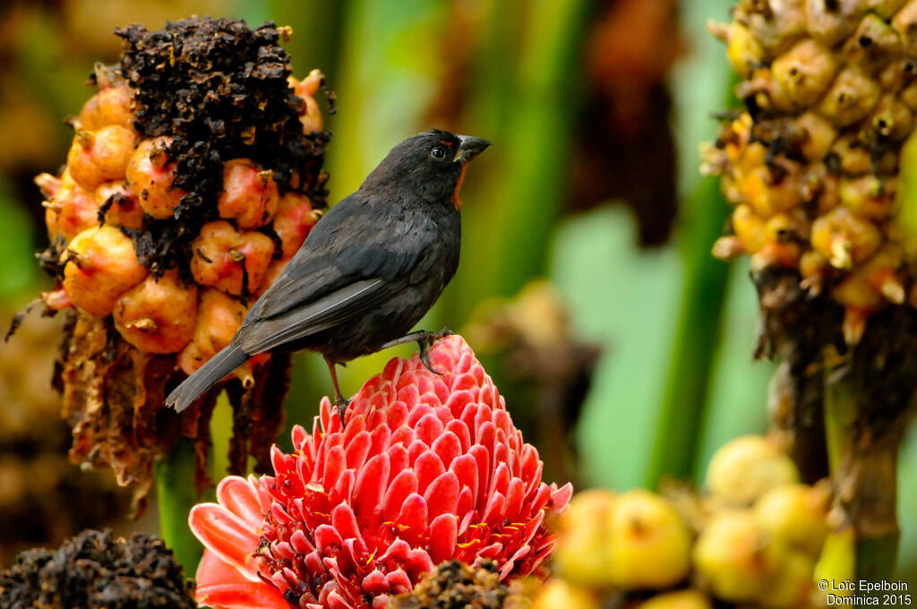 Lesser Antillean Bullfinch