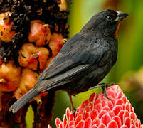 Lesser Antillean Bullfinch