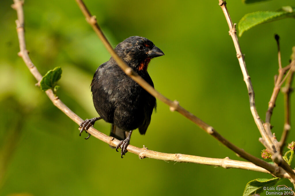 Lesser Antillean Bullfinch