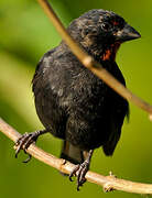 Lesser Antillean Bullfinch